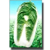供应兴滇11号—白菜种子