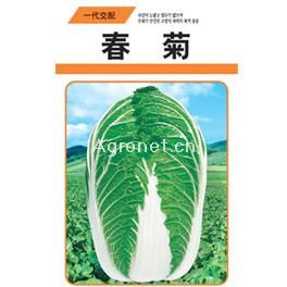 供应春菊——白菜种子