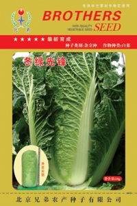 供应冬绿先锋—白菜种子