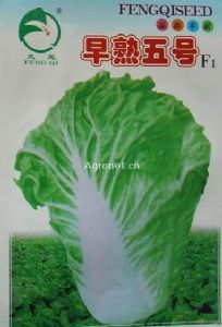 供应早熟五号F1—白菜种子