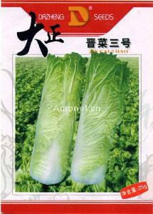 供应晋菜三号—白菜种子