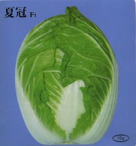供应夏冠F1—白菜种子