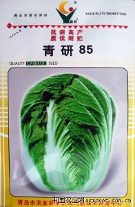 供应青研85号—白菜种子