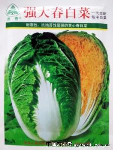 供应强大春白菜—白菜种子