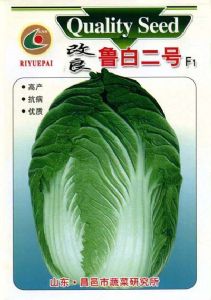 供应改良鲁白二号F1—白菜种子