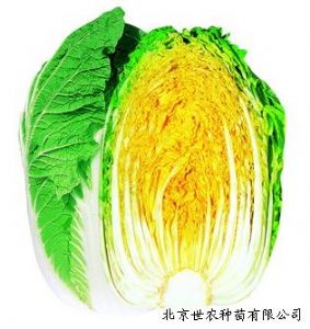 供应CR金福—白菜种子