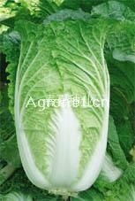 供应高抗王AC-3—白菜种子