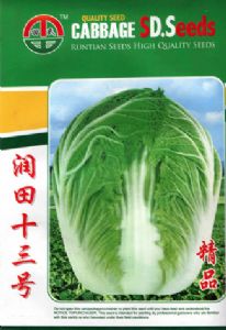 供应润田十三号—白菜种子