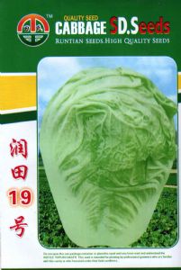 供应润田16号—白菜种子