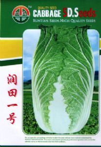 供应润田一号—白菜种子