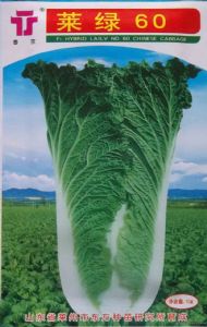 供应菜绿60—白菜种子