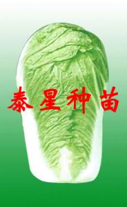 供应北京新三号白菜种子
