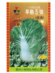 供应早熟5号（优选)—白菜种子