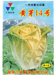 供应黄芽14号—白菜种子