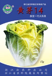 供应黄芽14-白菜种子