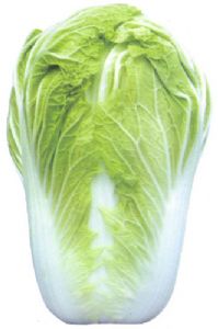 供应青杂12号—白菜种子