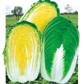 供应九龙黄美—白菜种子