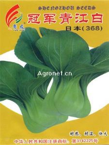 供应冠军青江白——白菜种子