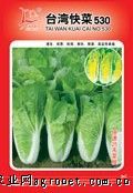供应台湾快菜530——白菜种子