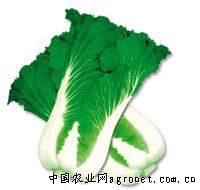 供应秋香80—白菜种子