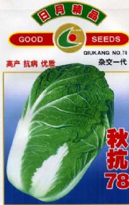 供应秋抗78 F1—白菜种子