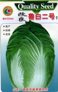 供应改良鲁白二号 F1—白菜种子