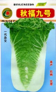 供应秋福九号(一代杂交)—白菜种子
