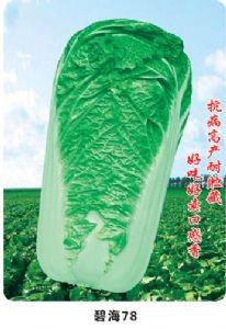 供应碧海78—白菜种子