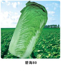 供应碧海80—白菜种子