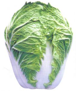 供应青杂9号—白菜种子