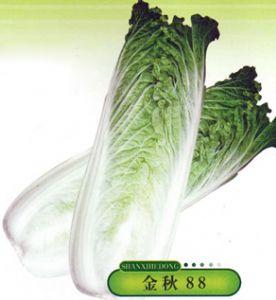 供应金秋88—白菜种子