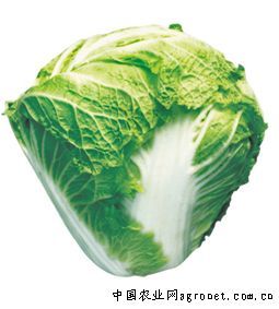 供应秦白2号—白菜种子