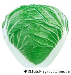 供应秦白6号—白菜种子