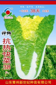 供应抗热快菜38—白菜种子