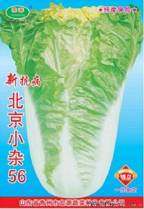 供应新抗病北京小杂56-白菜种子