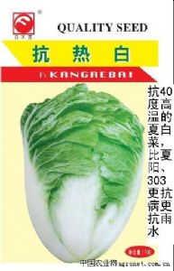 供应耐热夏季白菜种子