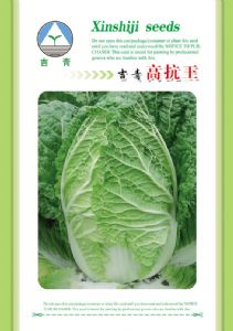 供应吉青高抗王—白菜种子