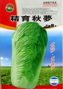 供应精育秋萝—白菜种子