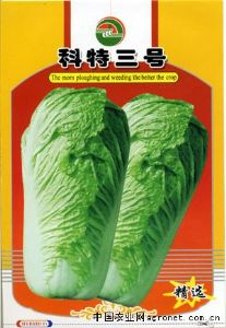 供应科特三号—白菜种子