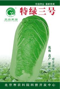 供应特绿三号——白菜种子
