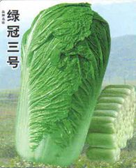 供应绿冠三号—白菜种子