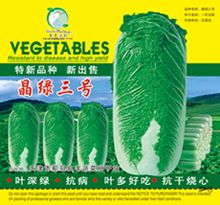 供应晶绿三号—白菜种子