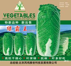 供应绿霸王—白菜种子