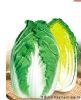 供应韩将白菜Chinese Cabbage—白菜种子