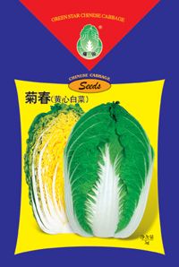 菊春-白菜种子