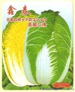 供应鑫春——白菜种子