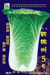 供应新锦州五号蓝——白菜种子