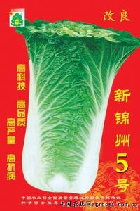 供应新锦州五号红——白菜种子