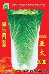 供应亚太2000——白菜种子
