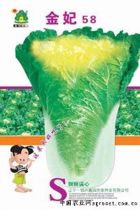 供应金妃58——白菜种子
